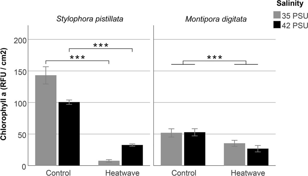 Chlorophyll a measured as relative fluorescence units (RFU) of S. pistillata (N = 3–4 aquaria per treatment combination) and M. digitata (N = 4 aquaria per treatment combination) microcolonies of the control (26 °C) and heatwave (26 → 34 °C) treatments, at a salinity of either 35 or 42 PSU. Measurements were done on day 53 (34.1 °C) for S. pistillata and day 43 (32.1 °C) for M. digitata. Asterisks indicate a significant main (M. digitata) or interactive (S. pistillata) temperature effect (p < 0.001). Values are means ± S.E.M