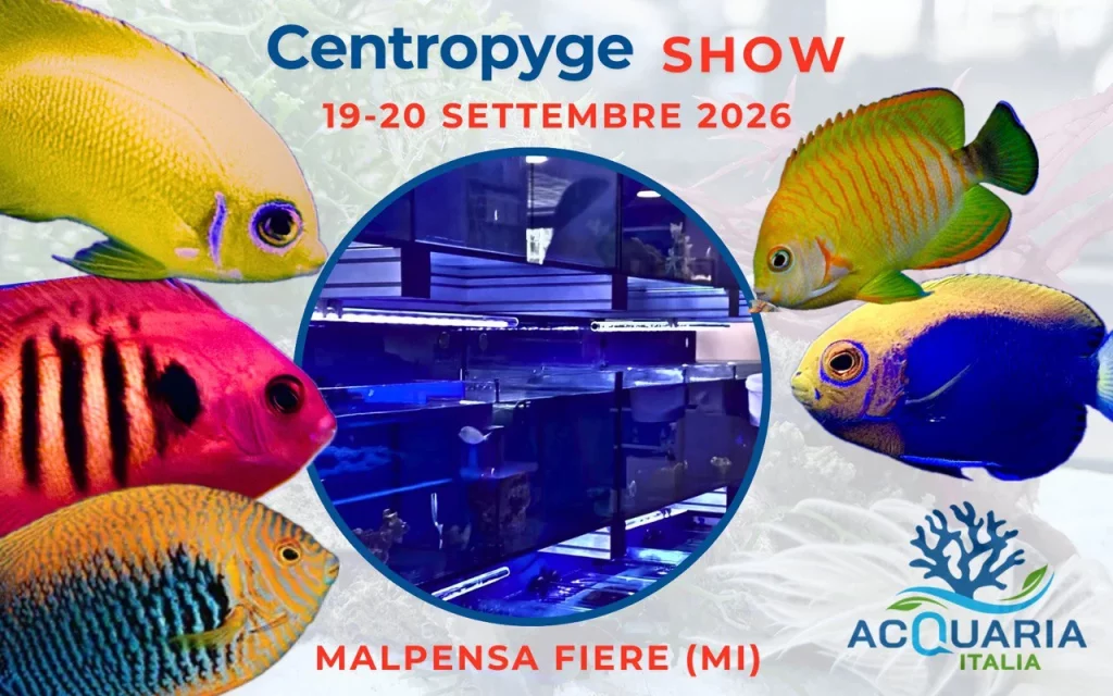 Centropyge Show con pesci angelo nani ad AcquariaItalia 2026