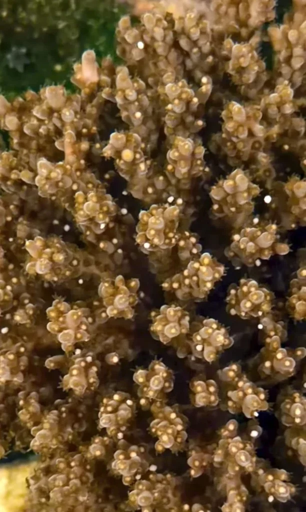 Spawning della TGC Pearly Gates nella vasca SPS di Anand