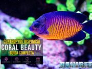 Centropyge bispinosa: guida completa al Coral Beauty