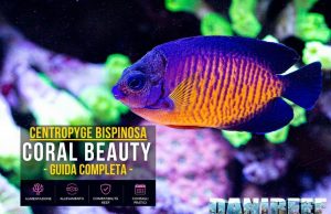 Centropyge bispinosa: guida completa al Coral Beauty