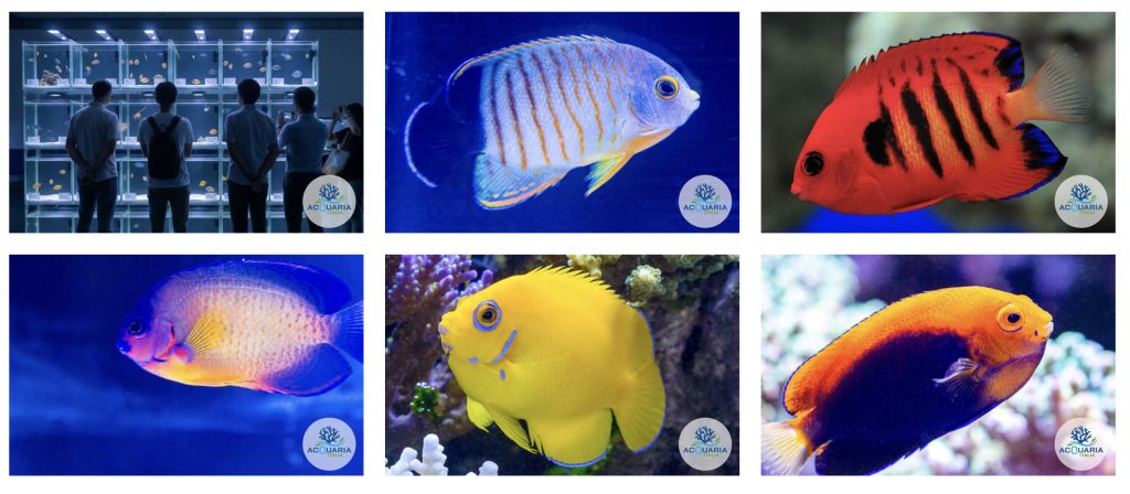 Centropyge Show ad AcquariaItalia 2026