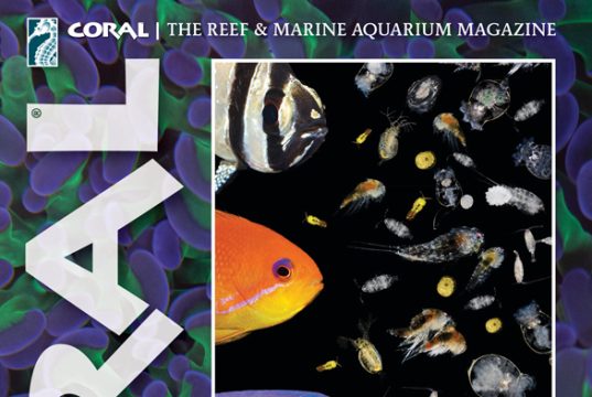 CORAL Magazine Luglio/Agosto 2026: planctivori, plancton e tutte le novità del nuovo numero