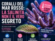 Perché i coralli del Mar Rosso resistono al caldo? La risposta non è la salinità