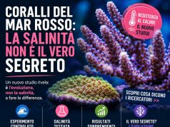 Perché i coralli del Mar Rosso resistono al caldo? La risposta non è la salinità