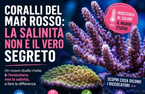 Perché i coralli del Mar Rosso resistono al caldo? La risposta non è la salinità