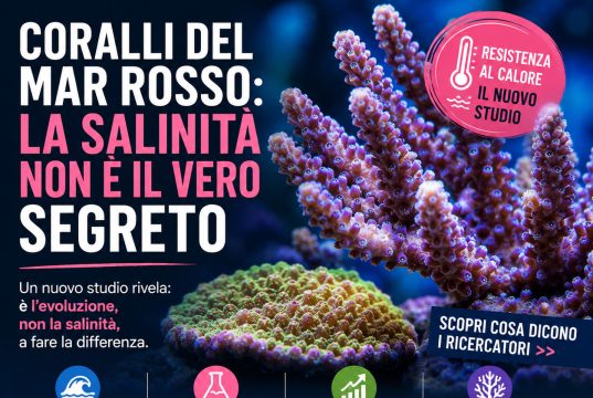Perché i coralli del Mar Rosso resistono al caldo? La risposta non è la salinità