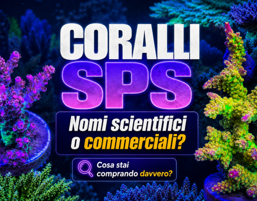 L’evoluzione degli SPS: nomi scientifici e nomi commerciali