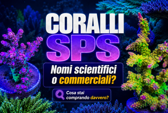 L’evoluzione degli SPS: nomi scientifici e nomi commerciali
