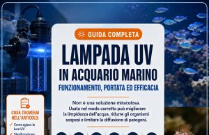 Come funziona la lampada UV in acquario marino