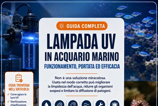 Come funziona la lampada UV in acquario marino