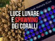 La luce lunare può favorire lo spawning dei coralli? Il caso Orphek