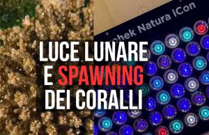La luce lunare può favorire lo spawning dei coralli? Il caso Orphek