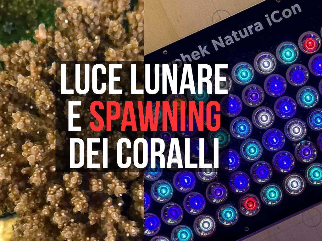 Luce lunare e spawning dei coralli: il caso orphek natura