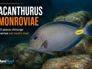 Acanthurus monroviae: il pesce chirurgo arriva nel mare Adriatico