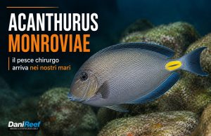 Acanthurus monroviae: il pesce chirurgo arriva nel mare Adriatico