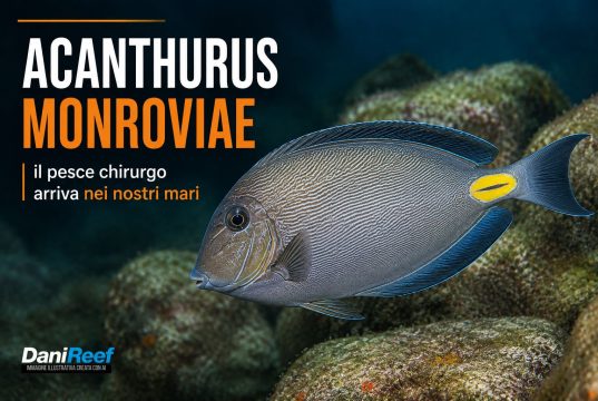 Acanthurus monroviae: il pesce chirurgo arriva nel mare Adriatico