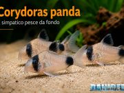 Corydoras panda (Hoplisoma panda): allevamento valori e riproduzione