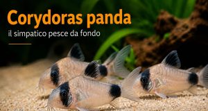 Corydoras panda (Hoplisoma panda): allevamento valori e riproduzione