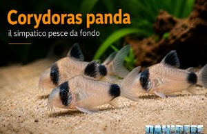 Corydoras panda (Hoplisoma panda): allevamento valori e riproduzione