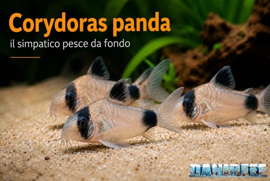Corydoras panda (Hoplisoma panda): allevamento valori e riproduzione