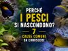 Perché i pesci si nascondono in acquario? 7 cause comuni