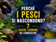 Perché i pesci si nascondono in acquario? 7 cause comuni