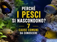 Perché i pesci si nascondono in acquario? 7 cause comuni
