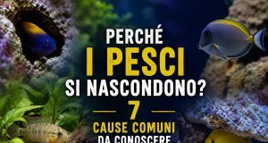 Perché i pesci si nascondono in acquario? 7 cause comuni