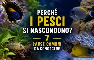 Perché i pesci si nascondono in acquario? 7 cause comuni