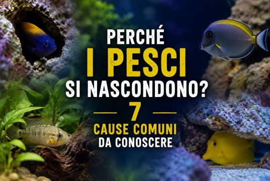 Perché i pesci si nascondono in acquario? 7 cause comuni