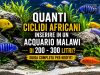 Quanti ciclidi africani in un acquario Malawi da 200–300 litri?