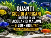 Quanti ciclidi africani in un acquario Malawi da 200–300 litri?