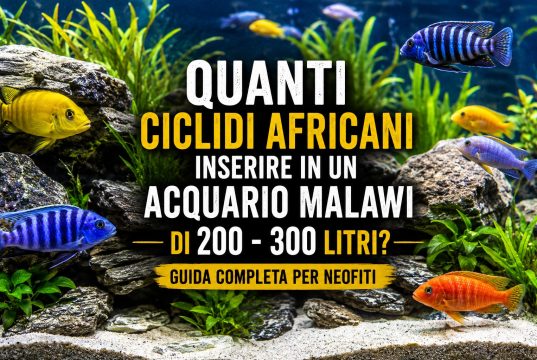 Quanti ciclidi africani in un acquario Malawi da 200–300 litri?