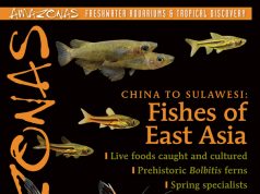AMAZONAS settembre/ottobre 2026: i pesci dell’Asia orientale