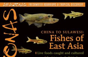 AMAZONAS settembre/ottobre 2026: i pesci dell’Asia orientale
