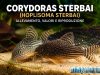Corydoras sterbai (Hoplisoma sterbai): allevamento, valori e riproduzione