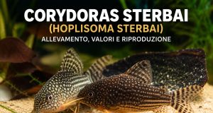 Corydoras sterbai (Hoplisoma sterbai): allevamento, valori e riproduzione