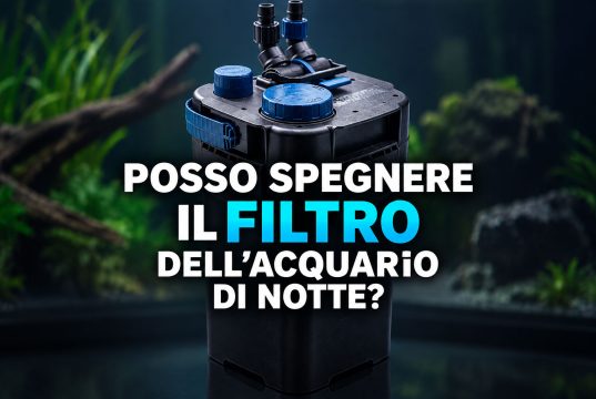 Posso spegnere il filtro dell’acquario di notte?