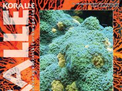 Koralle 160: tutto sui coralli Chalice in acquario