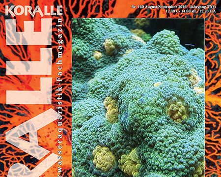 Koralle 160: tutto sui coralli Chalice in acquario