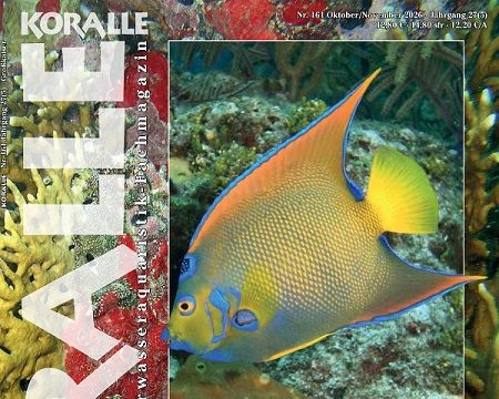 KORALLE 161: i pesci angelo saranno protagonisti negli acquari?