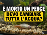 Pesce morto in acquario? Non fare questo errore!