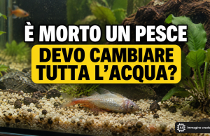 Pesce morto in acquario? Non fare questo errore!