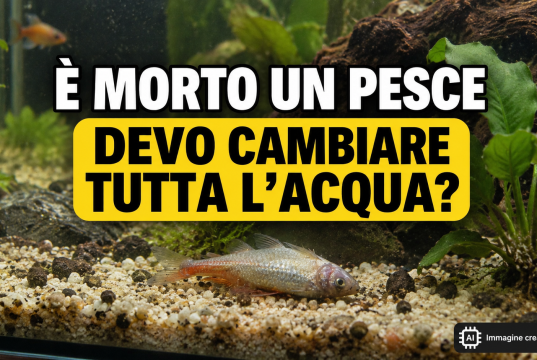 Pesce morto in acquario? Non fare questo errore!