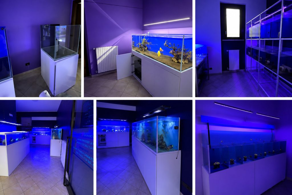 Gli acquari di esposizione nel nuovo negozio Reef & Fish di Olgiate Olona