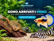 AquariumLine ora vende anche pesci vivi online: tutti i dettagli
