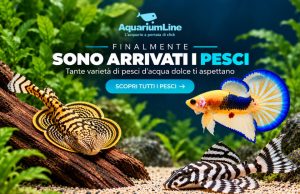 AquariumLine ora vende anche pesci vivi online: tutti i dettagli