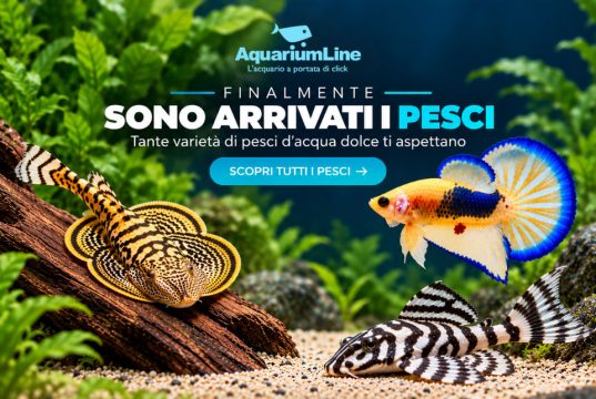 AquariumLine ora vende anche pesci vivi online: tutti i dettagli