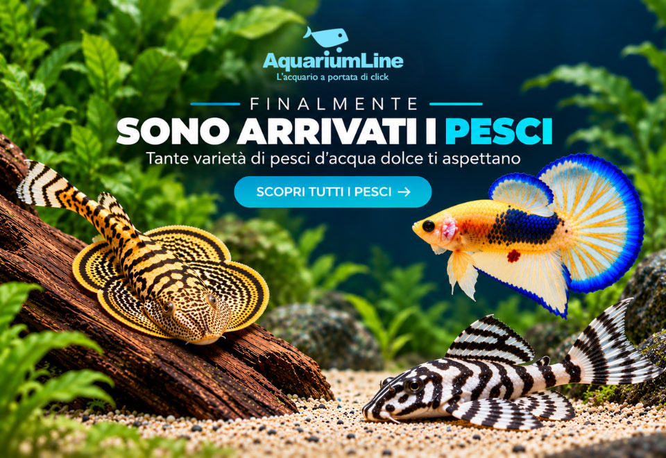 AquariumLine inaugura la vendita online di pesci vivi per acquari d'acqua dolce